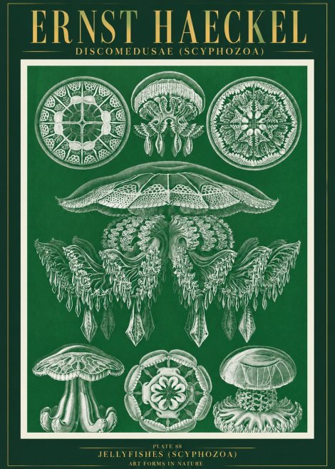 Ernst Haeckel Discomedusae (Scyphozoa) Plate 88 No3 - Affiche