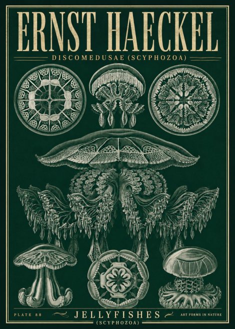 Ernst Haeckel Discomedusae (Scyphozoa) Plate 88 No5 - Affiche