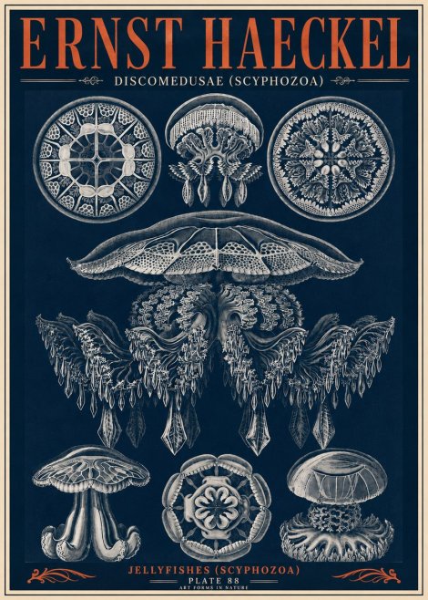 Ernst Haeckel Discomedusae (Scyphozoa) Plate 88 No6 - Affiche