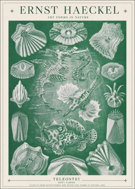 Ernst Haeckel Teleostei - Bony Fishes No1 - Affiche