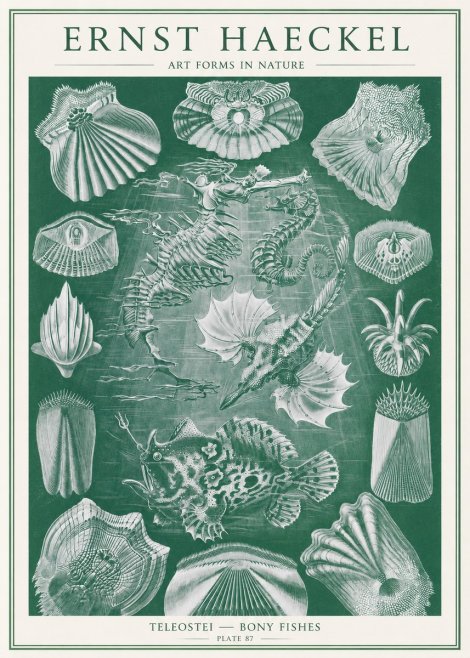 Ernst Haeckel Teleostei - Bony Fishes No2 - Affiche
