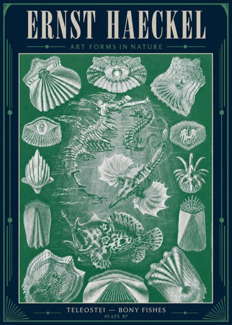 Ernst Haeckel Teleostei - Bony Fishes No4 - Affiche