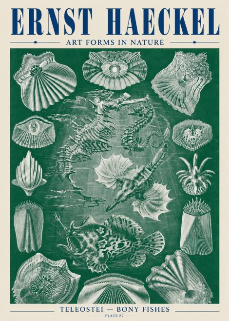 Ernst Haeckel Teleostei - Bony Fishes No5 - Affiche