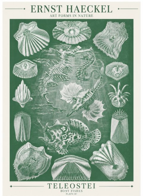 Ernst Haeckel Teleostei - Bony Fishes No6 - Affiche