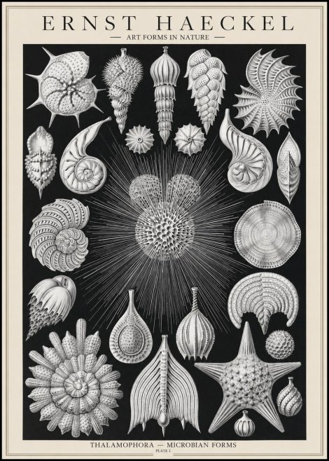 Ernst Haeckel Thalamophora - Microbian Forms - Plate 2 No1 - Affiche