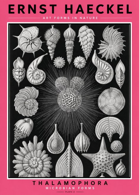 Ernst Haeckel Thalamophora - Microbian Forms - Plate 2 No2 - Affiche