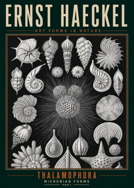Ernst Haeckel Thalamophora - Microbian Forms - Plate 2 No3 - Affiche