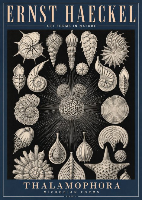 Ernst Haeckel Thalamophora - Microbian Forms - Plate 2 No4 - Affiche