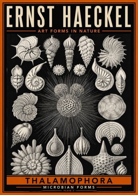 Ernst Haeckel Thalamophora - Microbian Forms - Plate 2 No6 - Affiche