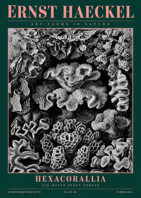 Ernst Haeckel Hexacorallia No2 - Affiche