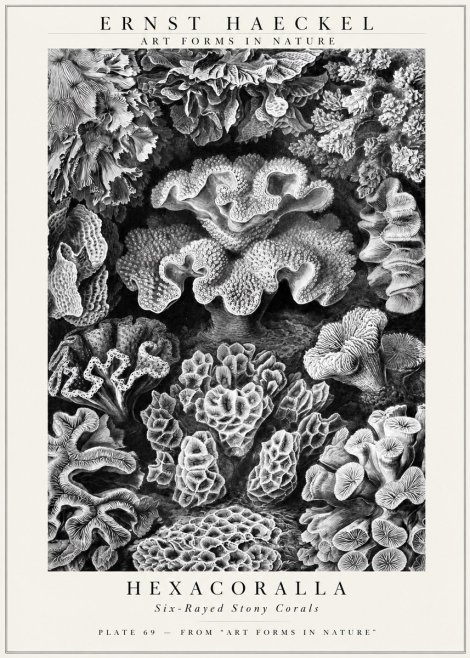 Ernst Haeckel Hexacorallia No3 - Affiche