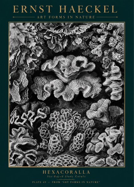 Ernst Haeckel Hexacorallia No5 - Affiche