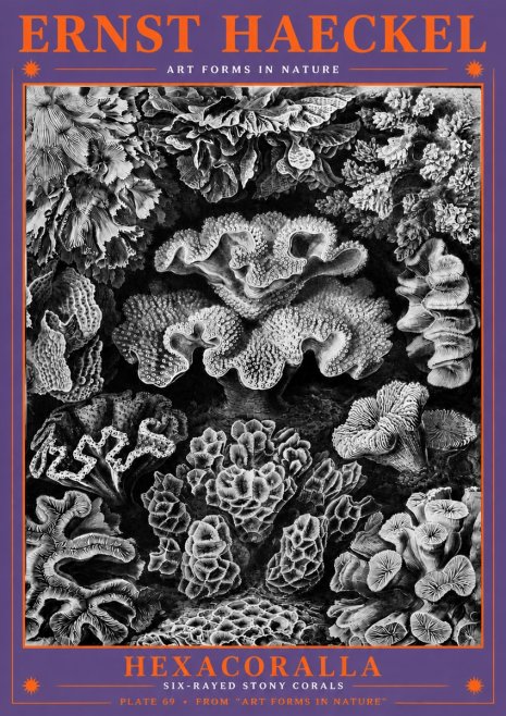 Ernst Haeckel Hexacorallia No6 - Affiche