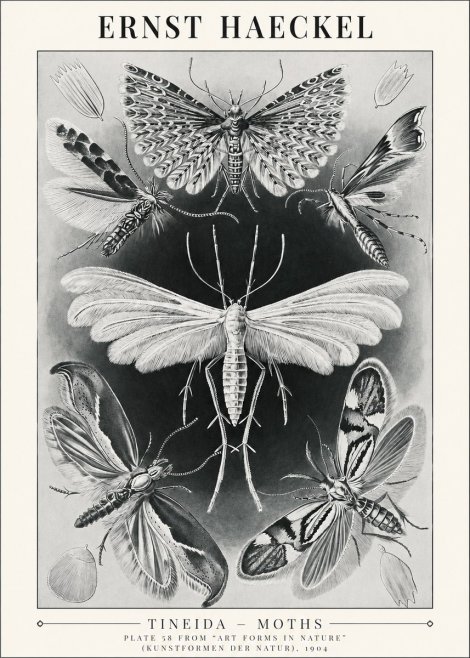 Ernst Haeckel Tineida - Moths No1 - Affiche