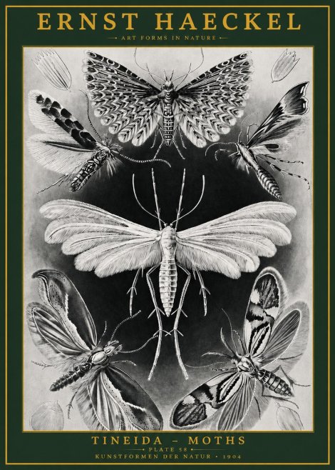 Ernst Haeckel Tineida - Moths No2 - Affiche