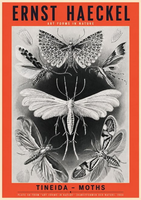 Ernst Haeckel Tineida - Moths No3 - Affiche