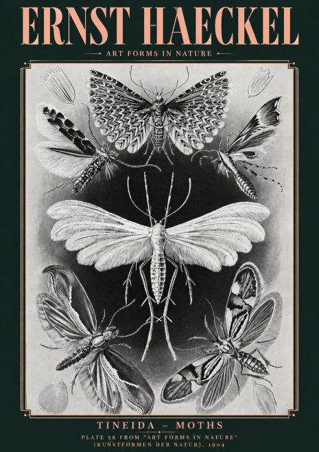 Ernst Haeckel Tineida - Moths No4 - Affiche