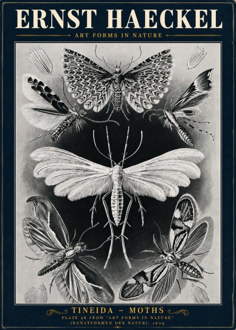Ernst Haeckel Tineida - Moths No5 - Affiche