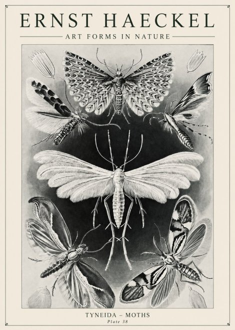 Ernst Haeckel Tineida - Moths No6 - Affiche