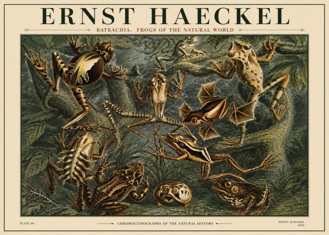 Ernst Haeckel Frogs of the Natural World No4 - Affiche