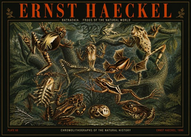 Ernst Haeckel Frogs of the Natural World No5 - Affiche