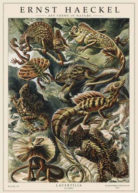 Ernst Haeckel Lacertilia Lizards No1 - Affiche