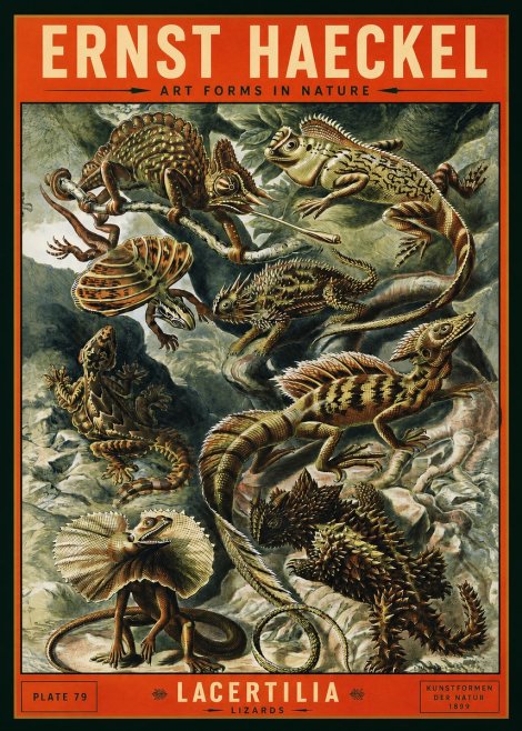 Ernst Haeckel Lacertilia Lizards No2 - Affiche