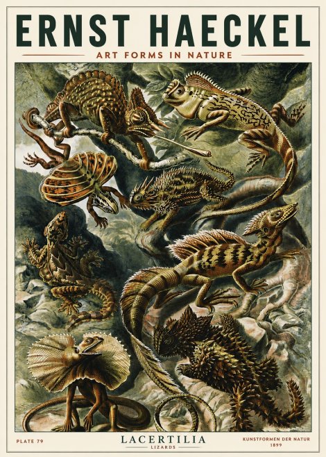 Ernst Haeckel Lacertilia Lizards No5 - Affiche