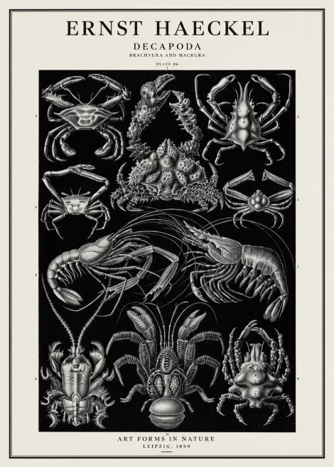 Ernst Haeckel Decapoda Brachyura and Macrura Plate 86 No1 - Affiche