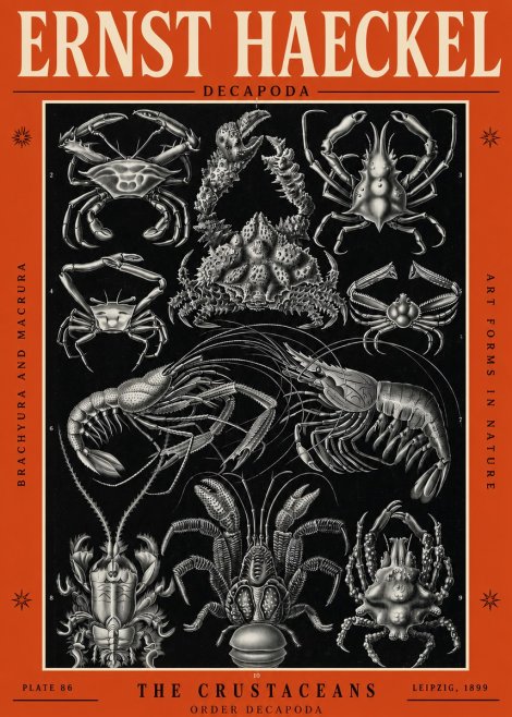 Ernst Haeckel Decapoda Brachyura and Macrura Plate 86 No2 - Affiche