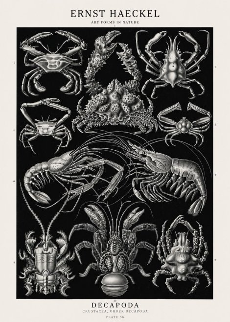 Ernst Haeckel Decapoda Brachyura and Macrura Plate 86 No3 - Affiche