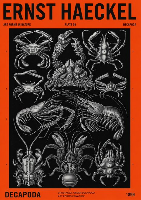 Ernst Haeckel Decapoda Brachyura and Macrura Plate 86 No4 - Affiche