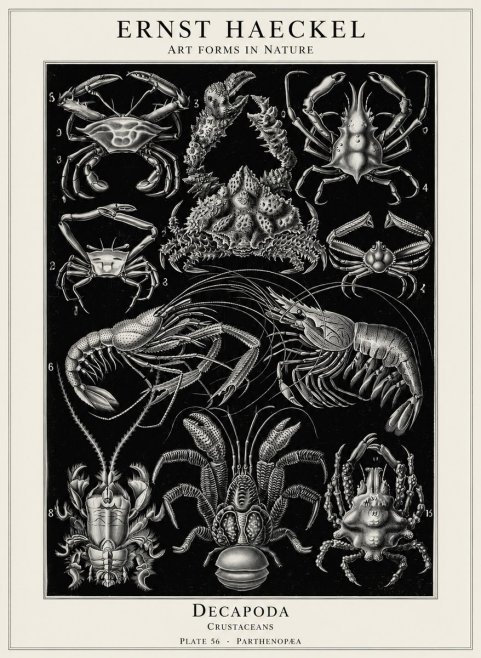 Ernst Haeckel Decapoda Brachyura and Macrura Plate 86 No5 - Affiche
