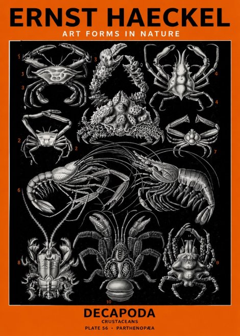 Ernst Haeckel Decapoda Brachyura and Macrura Plate 86 No6 - Affiche