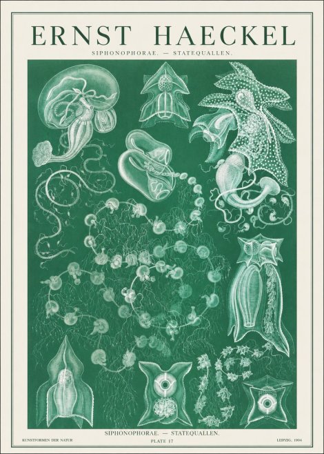 Ernst Haeckel Siphonophorae. — Statequallen. Plate 17 No1 - Affiche