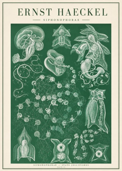 Ernst Haeckel Siphonophorae. — Statequallen. Plate 17 No2 - Affiche