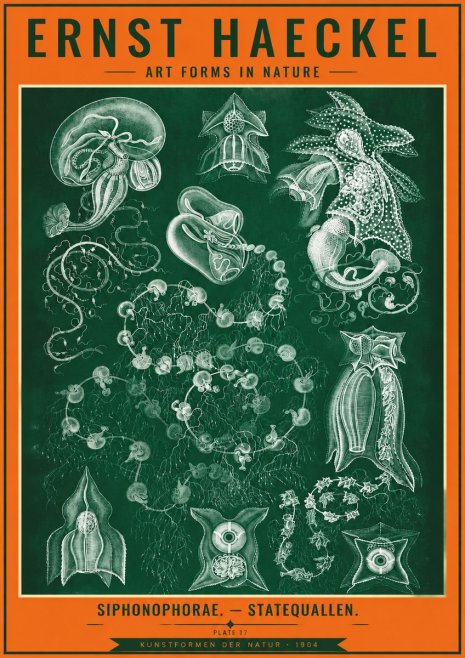 Ernst Haeckel Siphonophorae. — Statequallen. Plate 17 No4 - Affiche