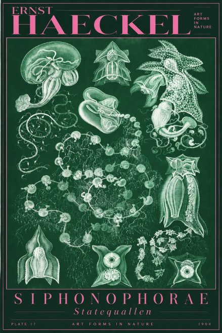 Ernst Haeckel Siphonophorae. — Statequallen. Plate 17 No5 - Affiche