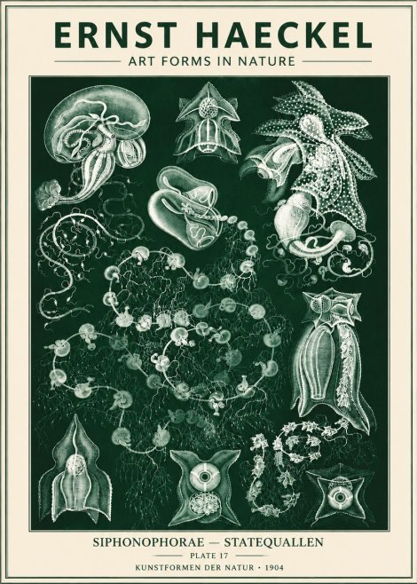 Ernst Haeckel Siphonophorae. — Statequallen. Plate 17 No6 - Affiche