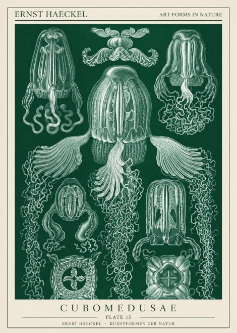 Ernst Haeckel Cubomedusae No1 - Affiche