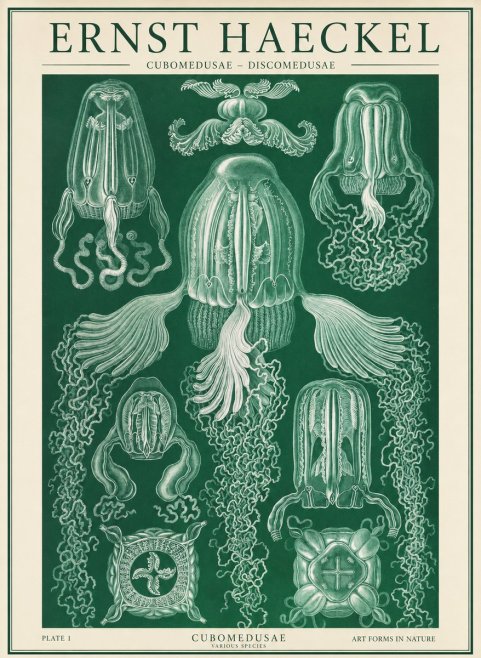 Ernst Haeckel Cubomedusae No2 - Affiche