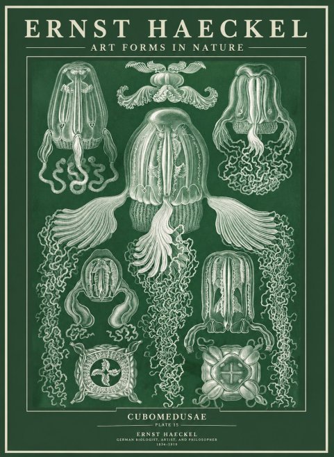 Ernst Haeckel Cubomedusae No3 - Affiche