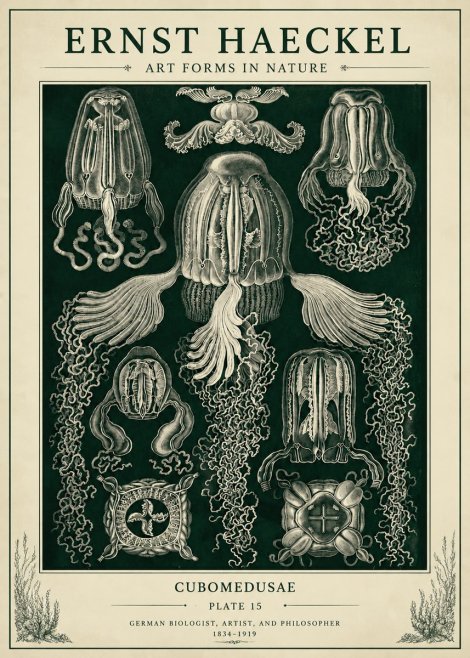 Ernst Haeckel Cubomedusae No6 - Affiche