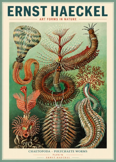 Ernst Haeckel Chaetopoda – Polychaete Worms No3 - Affiche