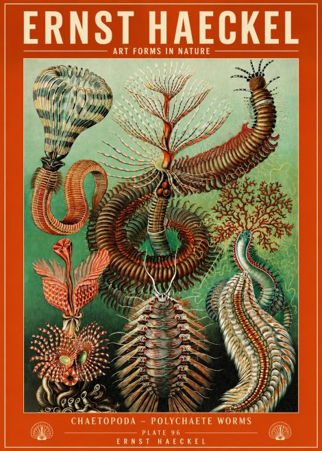Ernst Haeckel Chaetopoda – Polychaete Worms No4 - Affiche