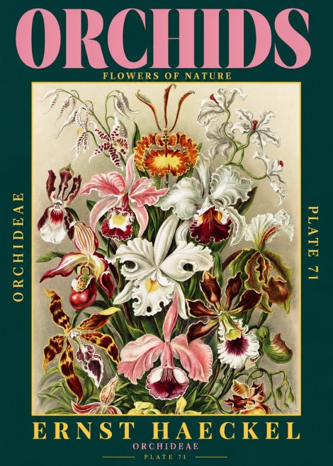 Ernst Haeckel Orchids No2 - Affiche