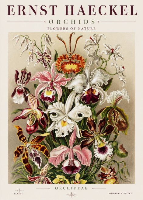 Ernst Haeckel Orchids No3 - Affiche