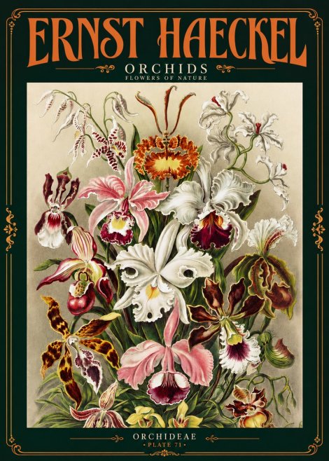 Ernst Haeckel Orchids No4 - Affiche
