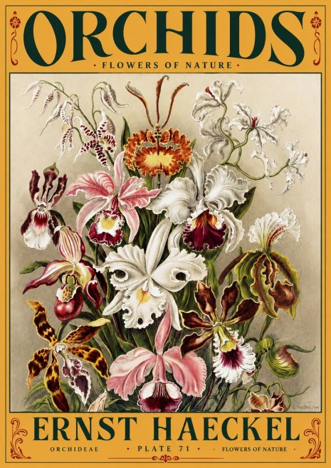 Ernst Haeckel Orchids No5 - Affiche