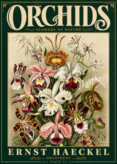Ernst Haeckel Orchids No6 - Affiche
